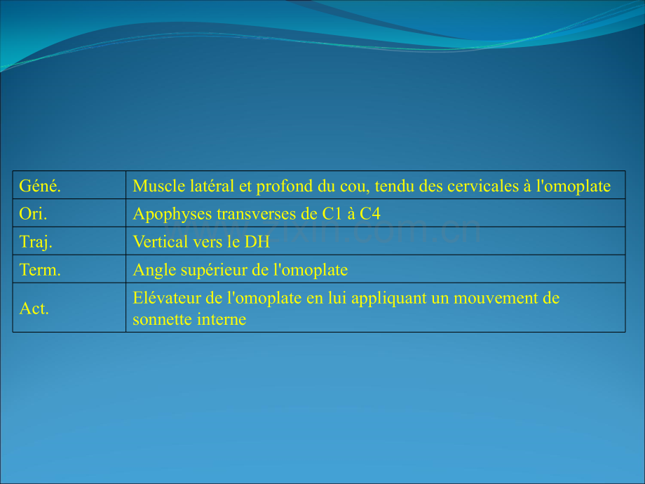 上肢肌肉解剖Présentation2.ppt_第2页