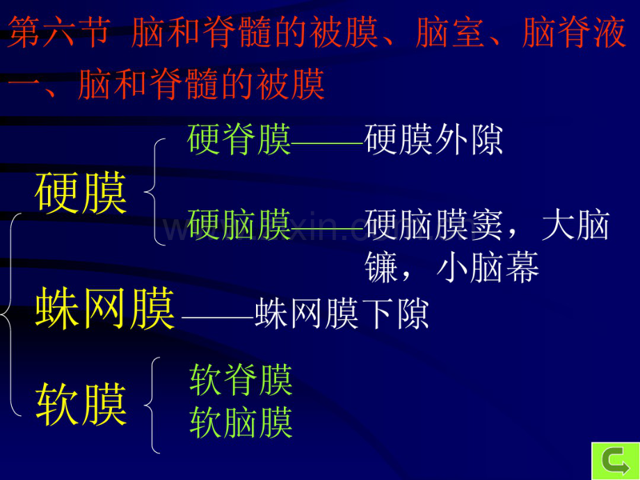 脑脊膜和血管.pdf_第1页