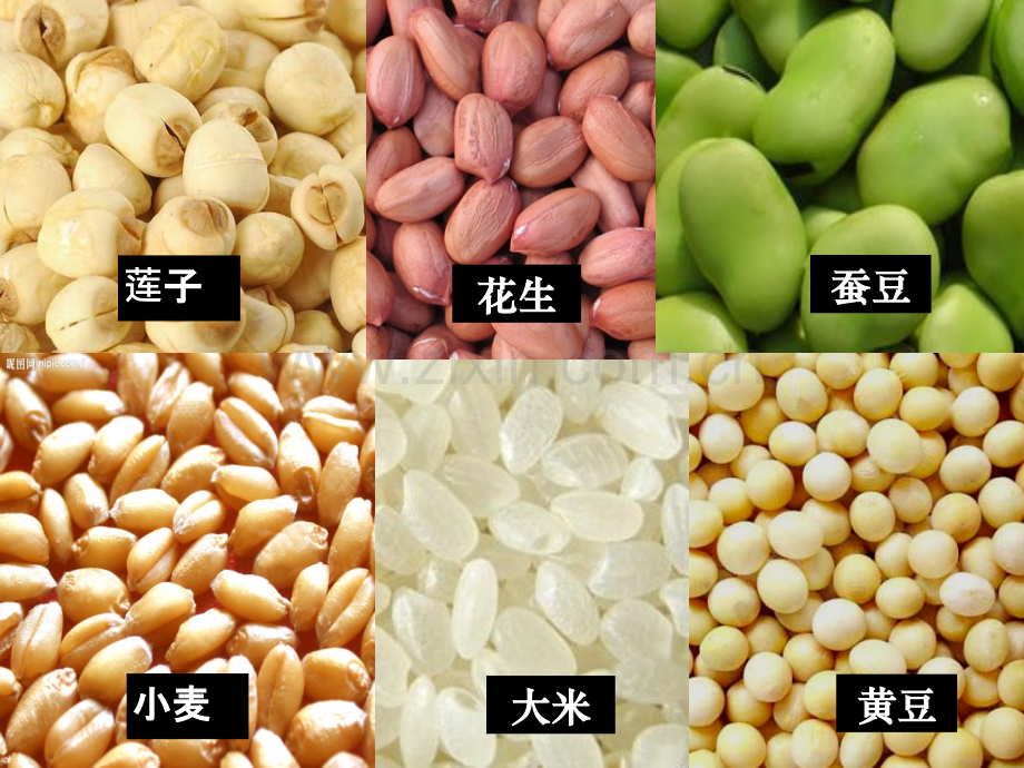 科学PPT课件种子的萌发(1).ppt_第2页