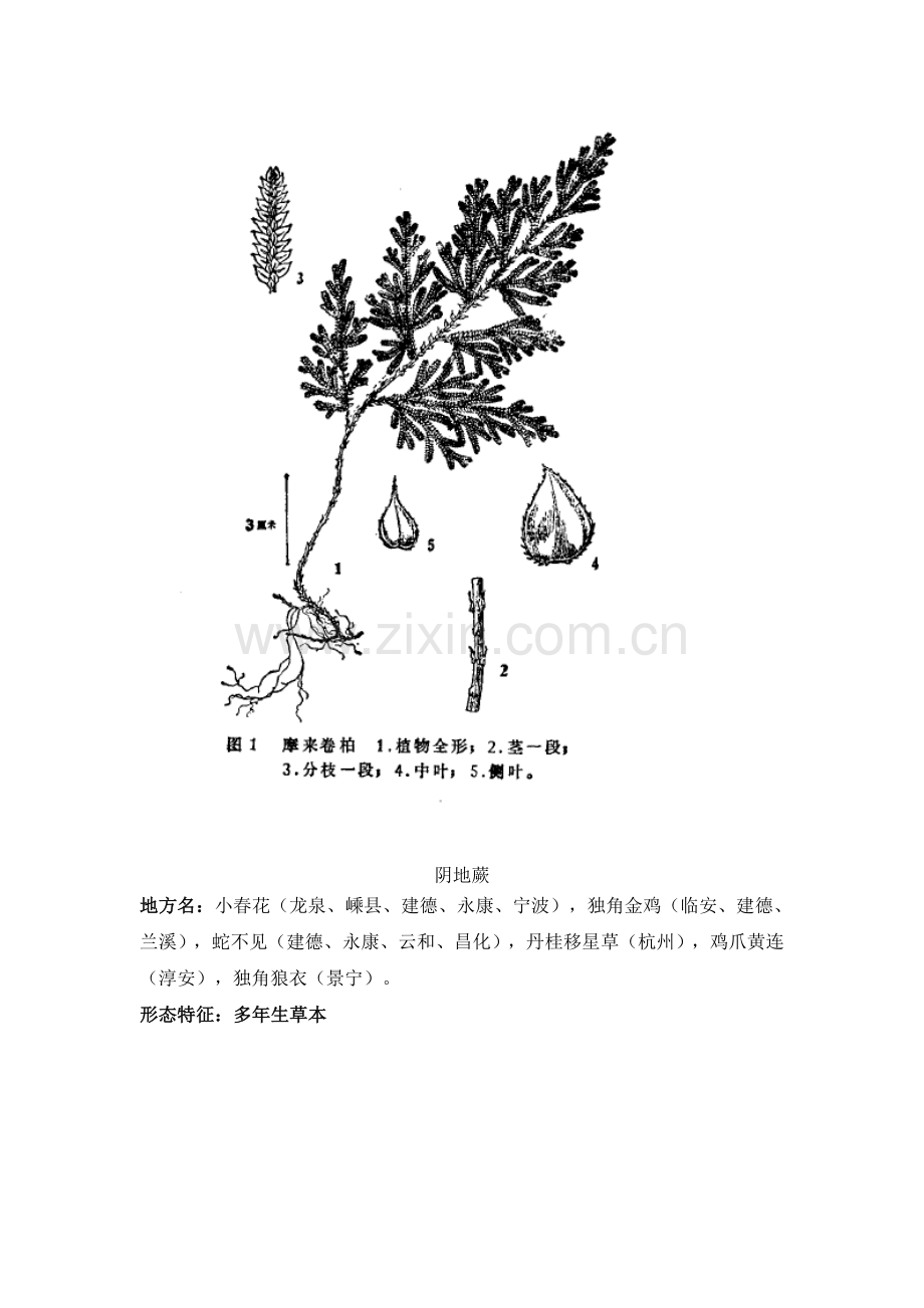 浙江民间常用草药.doc_第2页