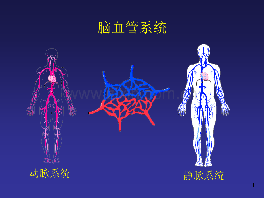 神经血管的解剖(医学PPT课件).ppt_第1页