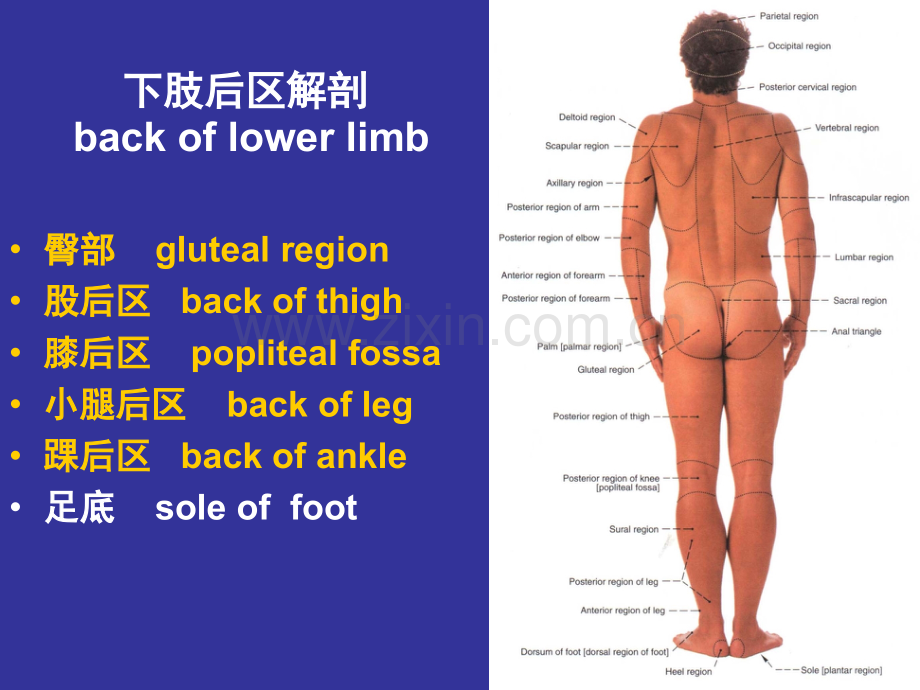 下肢后区解剖与操作-人体局解剖学-课件-03.ppt_第2页