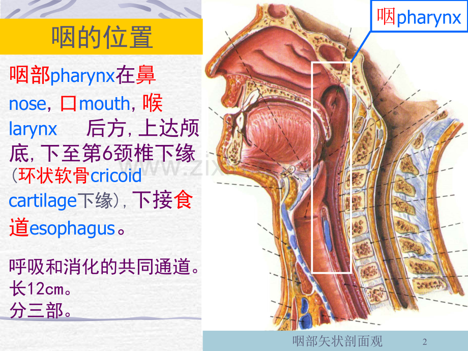 咽喉部解剖.ppt_第2页