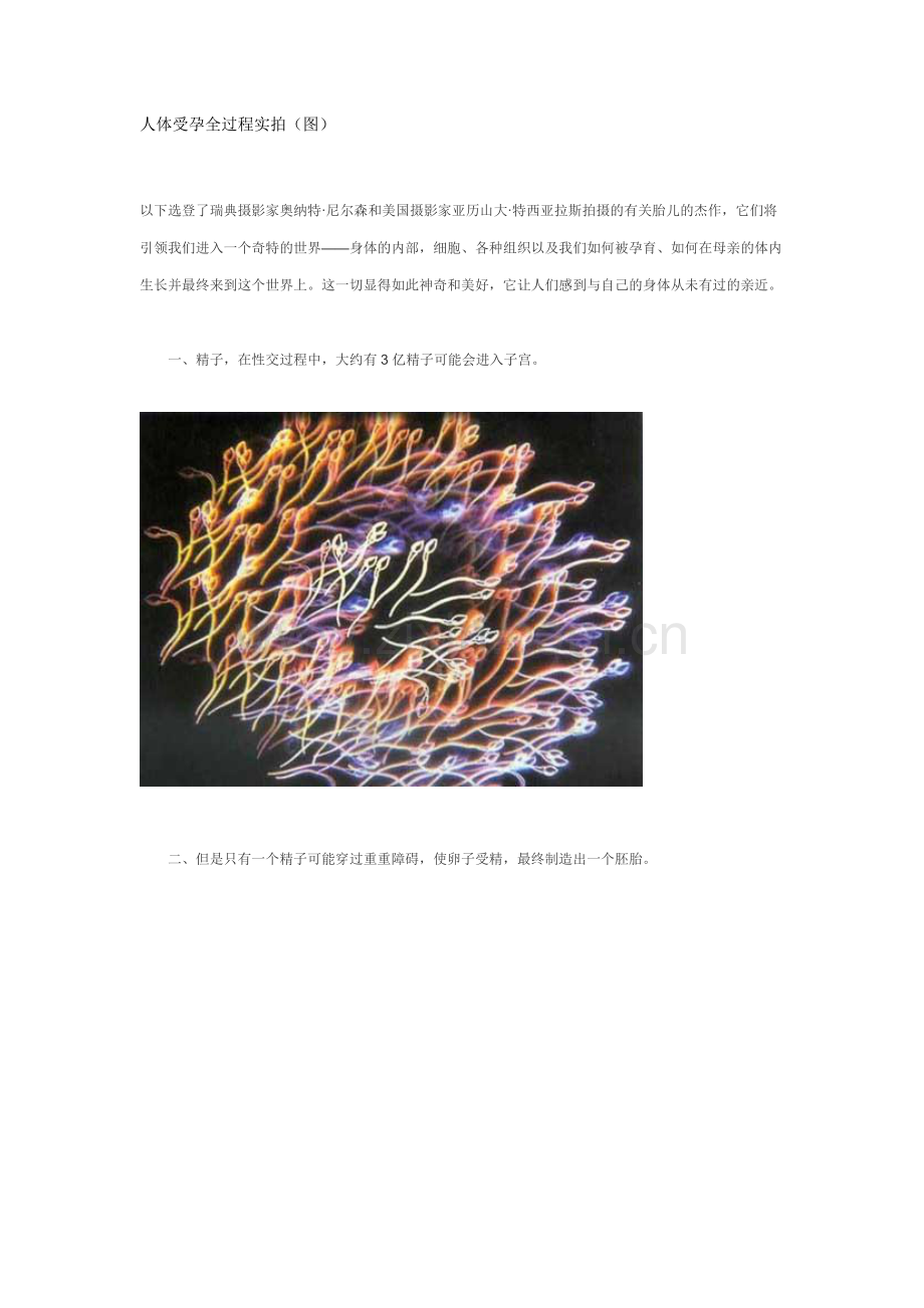 人体受孕全过程实拍(图).doc_第1页