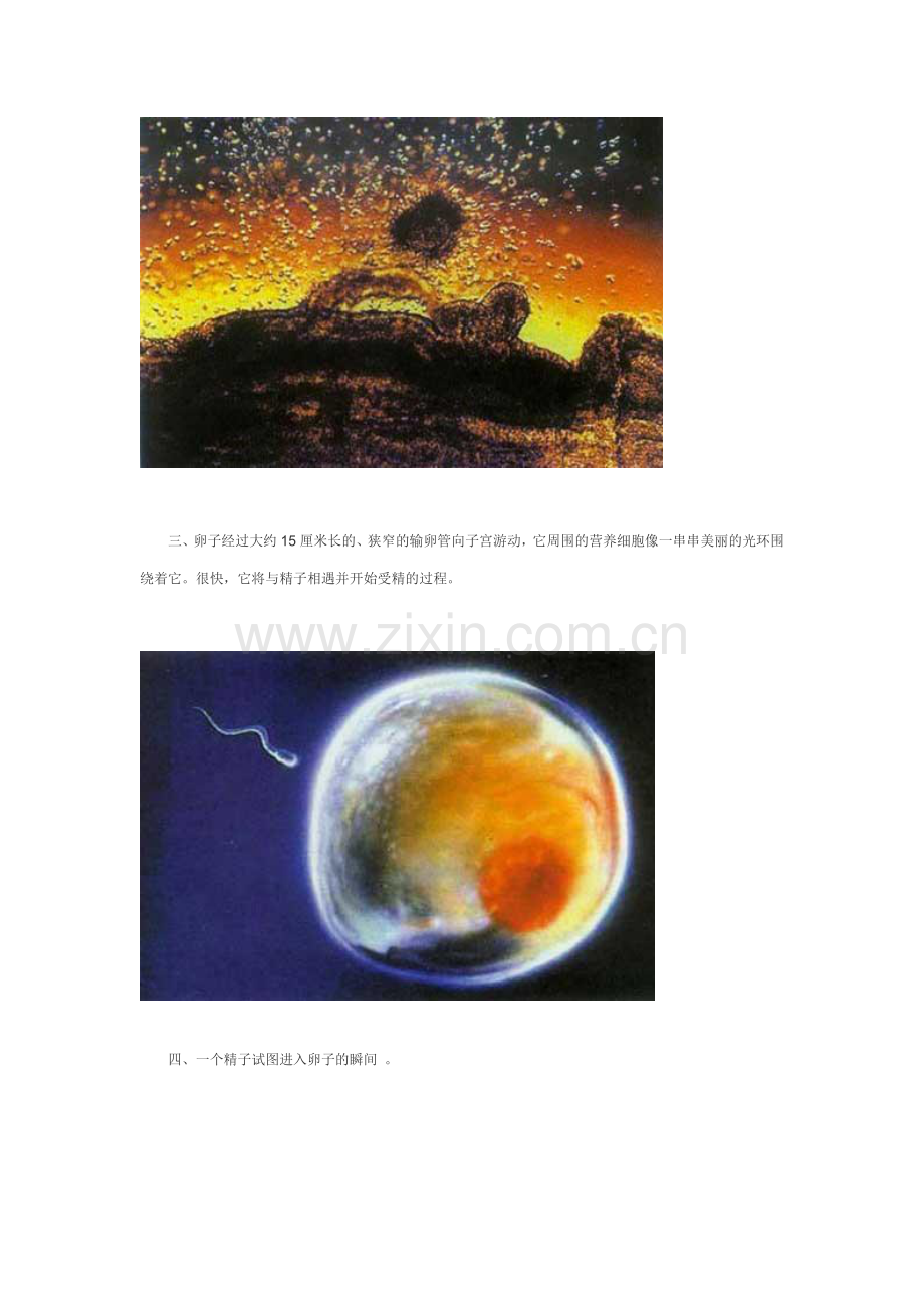 人体受孕全过程实拍(图).doc_第2页