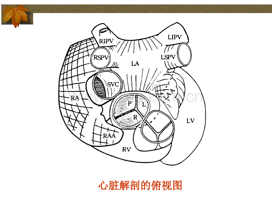 房性心动过速的射频消融.ppt_第2页