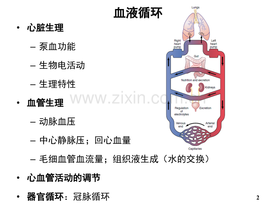04-血液循环.ppt_第2页