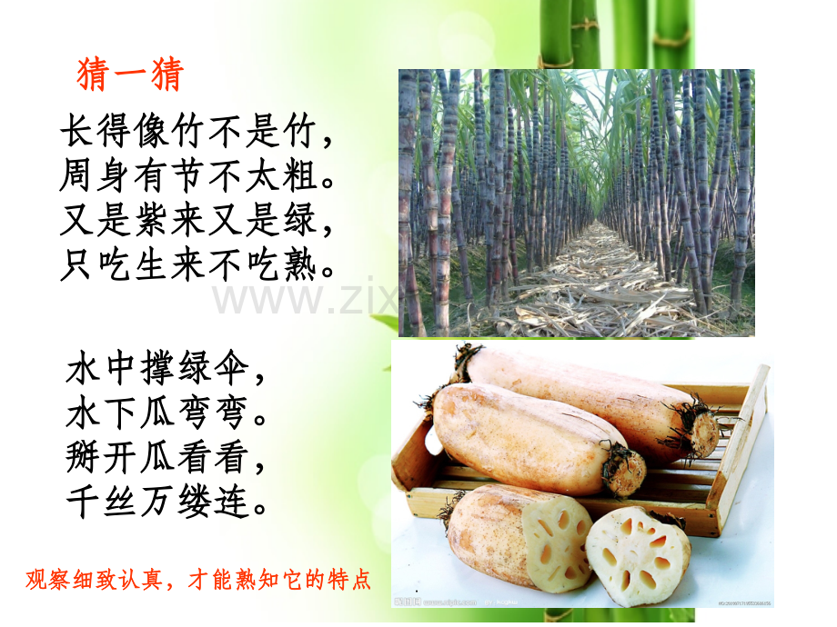 三年级作文--第二讲-学写一种植物.ppt_第1页
