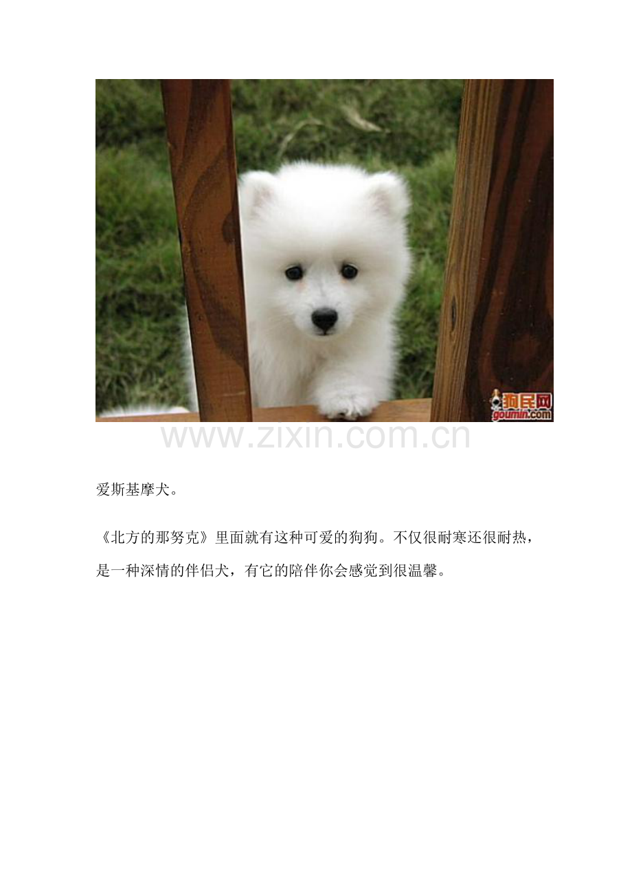 最齐全的狗狗种类图片.doc_第2页