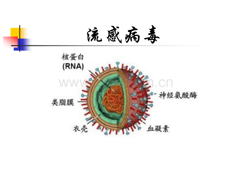 2流感病毒医学PPT课件.ppt_第1页