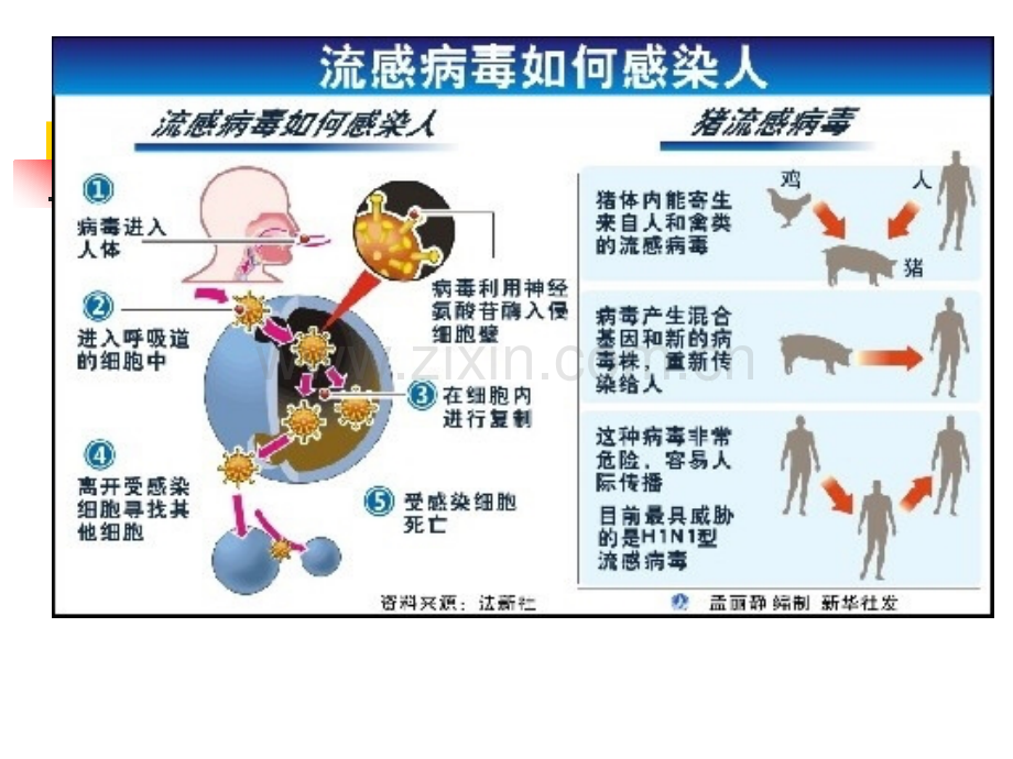 2流感病毒医学PPT课件.ppt_第2页
