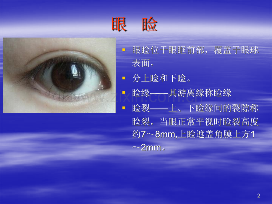 眼睑病ppt课件-(2).ppt_第2页