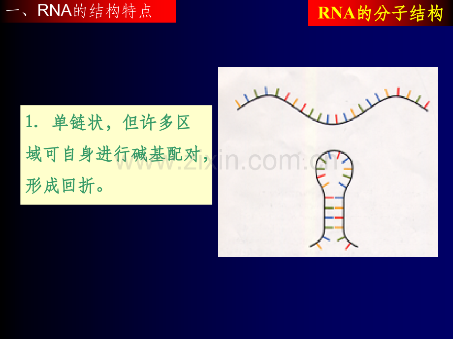 《RNA的分子结构》PPT课件.ppt_第2页