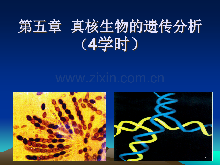 真核生物的遗传分析ppt课件.ppt_第1页