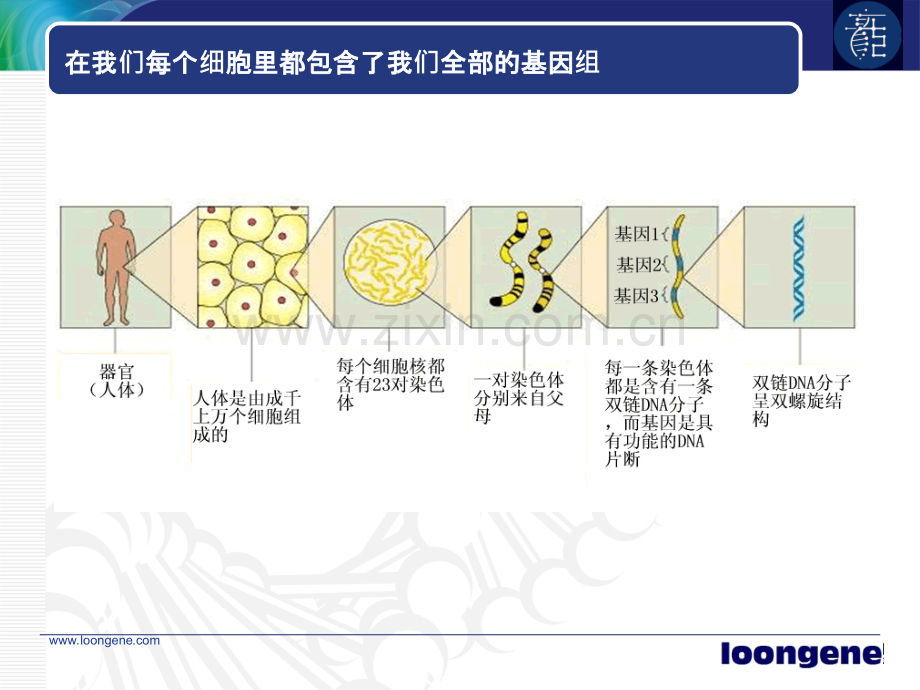 基因检测基本原理.ppt_第2页