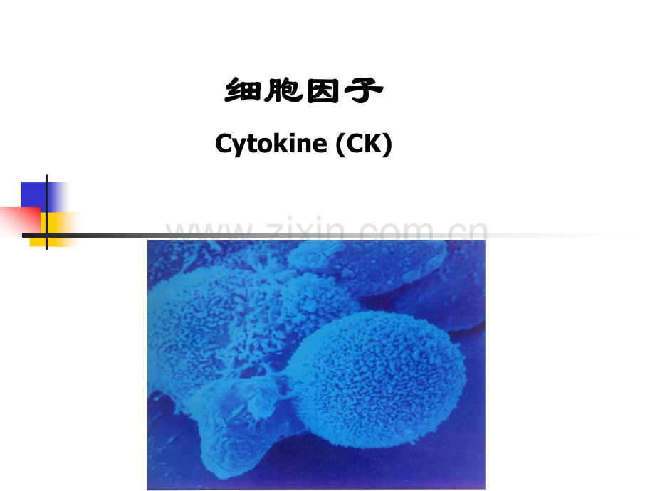 细胞因子课件.ppt_第1页