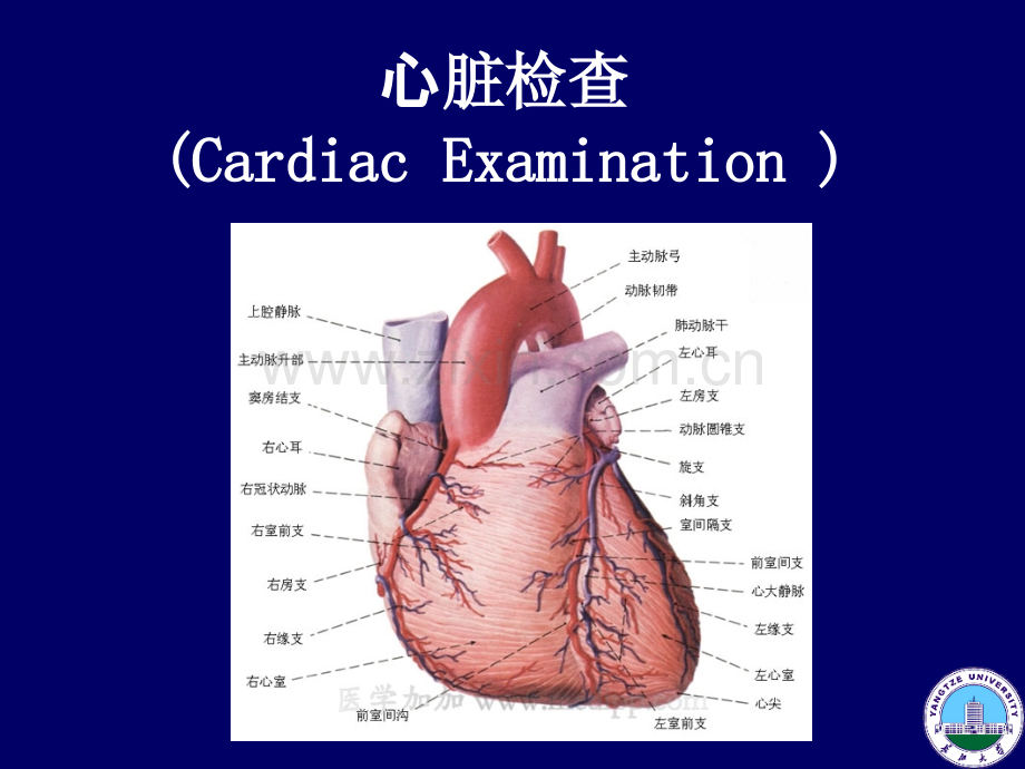 心脏体检.ppt_第2页