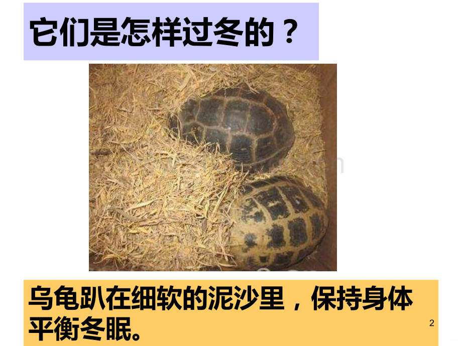 冬眠与迁徙.ppt_第2页
