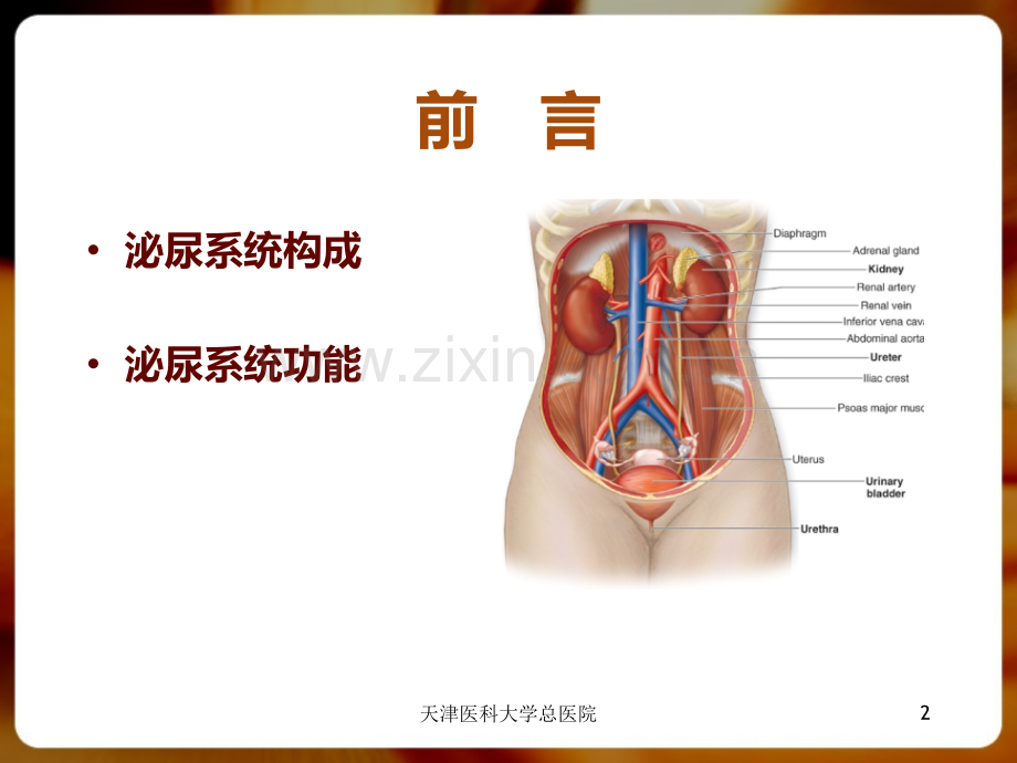 泌尿系统总论.pptx_第2页