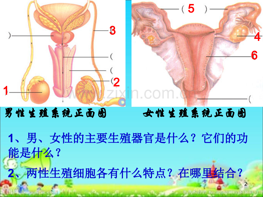 济南版婴儿的诞生.ppt_第2页