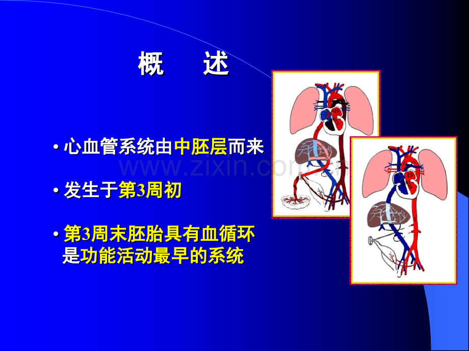 心血管胚胎学.ppt_第2页