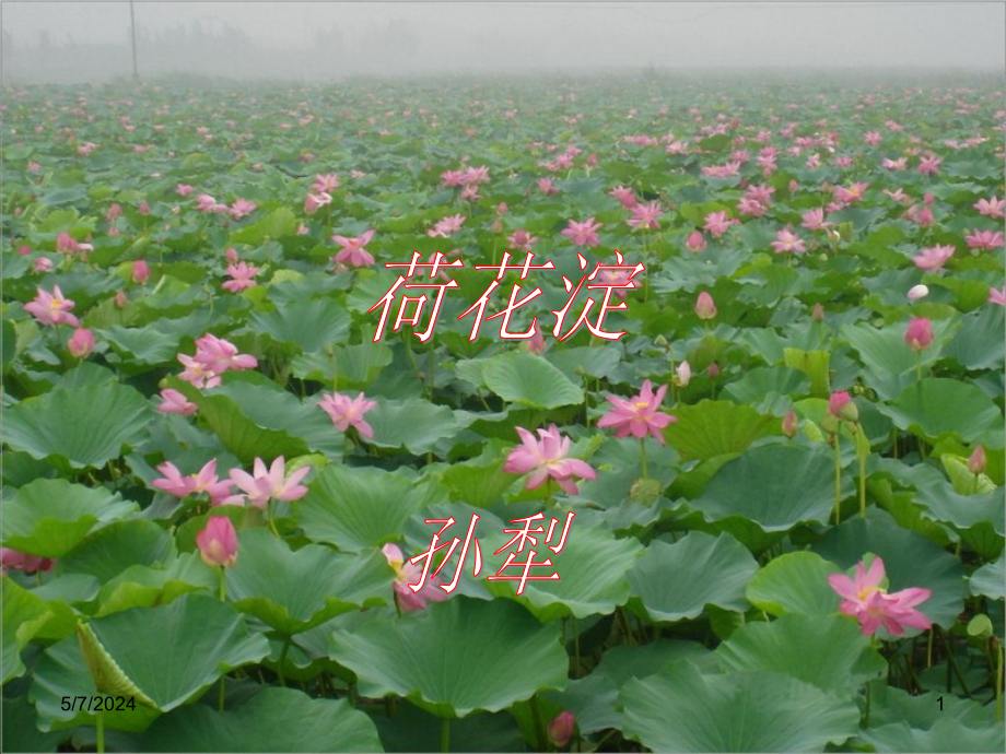 荷花淀优秀.ppt_第1页
