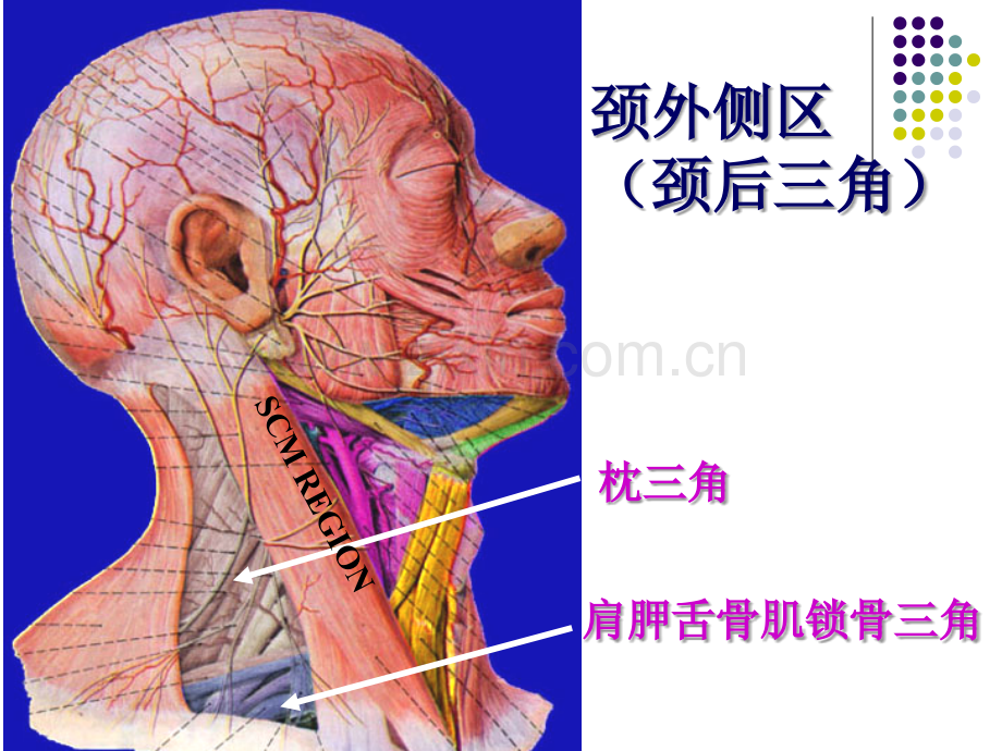 解剖之颈根与颈后三角.ppt_第2页