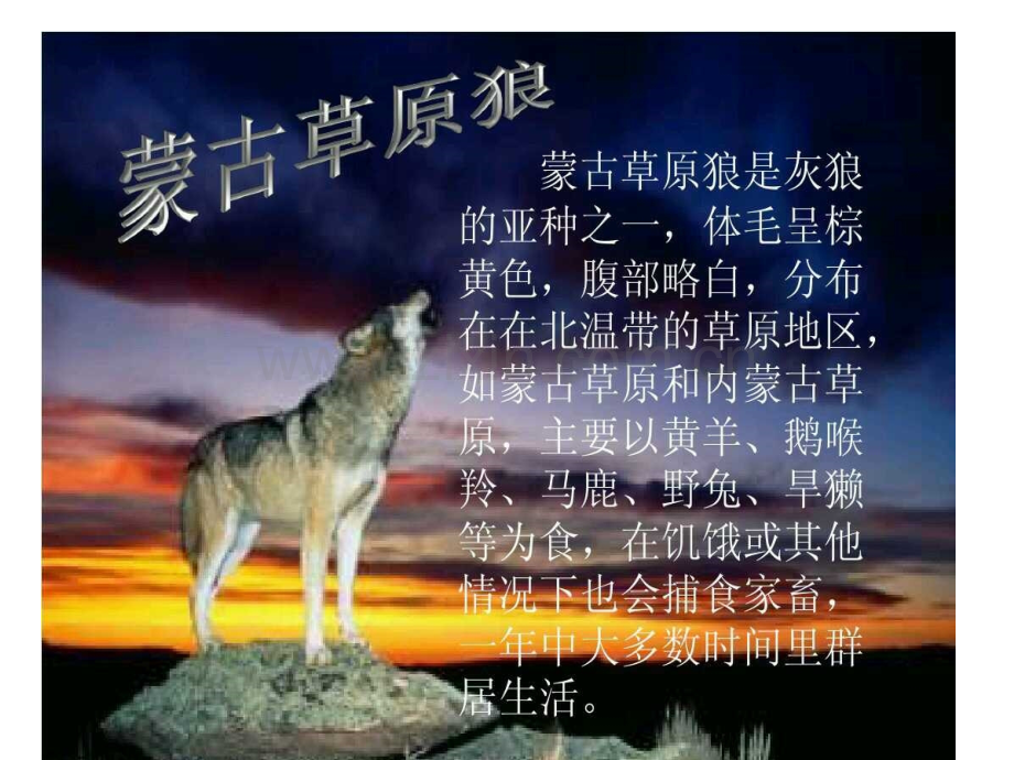 小狼小狼.ppt_第2页