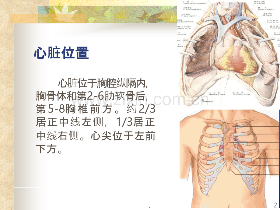 心脏检查.ppt_第2页