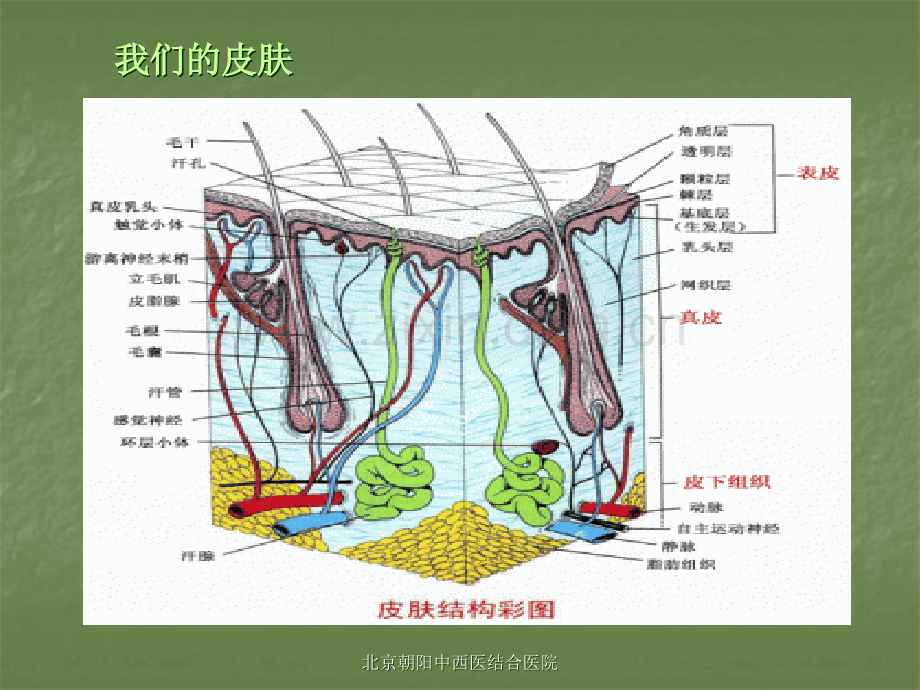北京朝阳中西医结合医院皮肤美容科运用三维层析治疗雀斑黄褐斑老概要.ppt_第2页