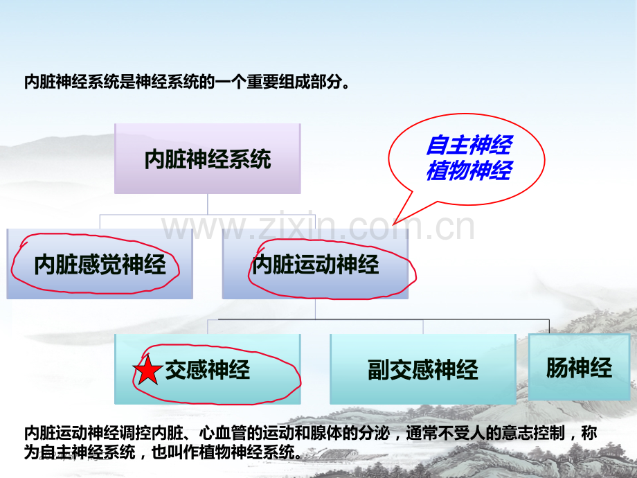内脏神经系统解剖功能与临床应用.ppt_第2页