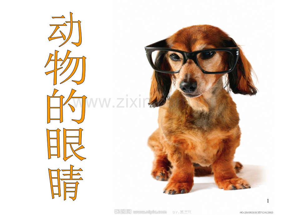 动物的眼睛舌头动物之最.ppt_第1页