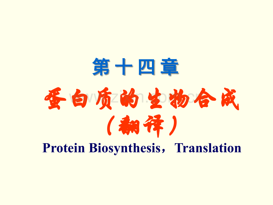 生化14--蛋白质的生物合成(翻译).ppt_第1页