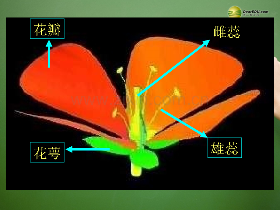 湖南省师大附中高中生物植物的个体发育新人教版必修.ppt_第2页