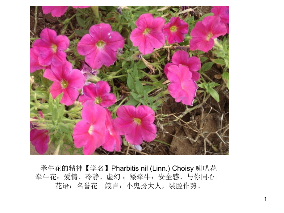 常用绿篱.ppt_第1页