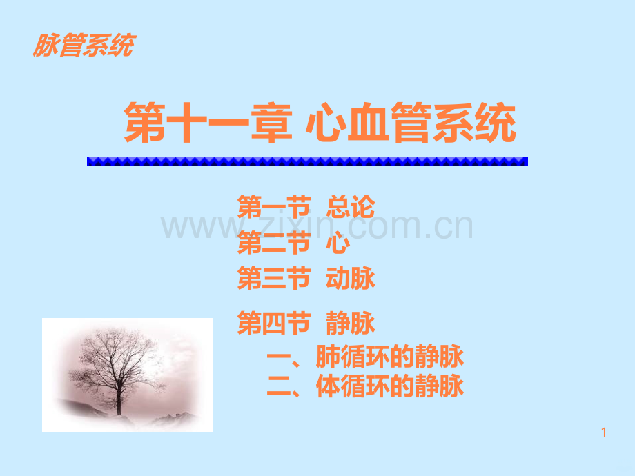 心血管系统静脉(2).ppt_第1页