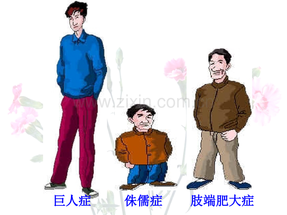 生长激素甲状腺激素雄性激素D.ppt_第1页
