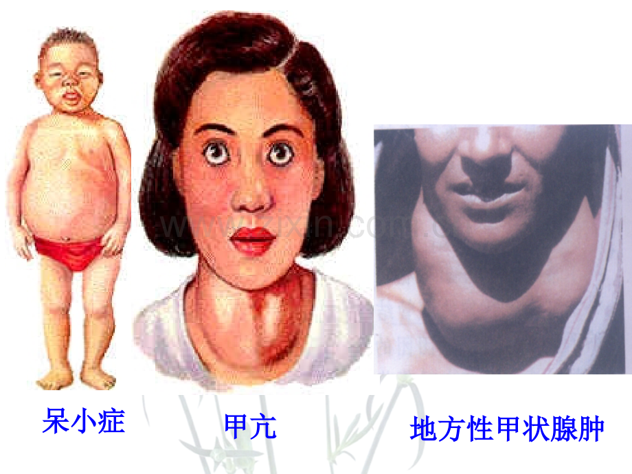 生长激素甲状腺激素雄性激素D.ppt_第2页