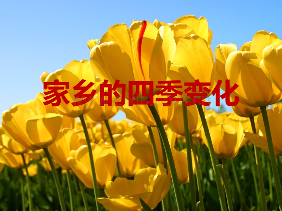 家乡的四季变化..ppt_第1页