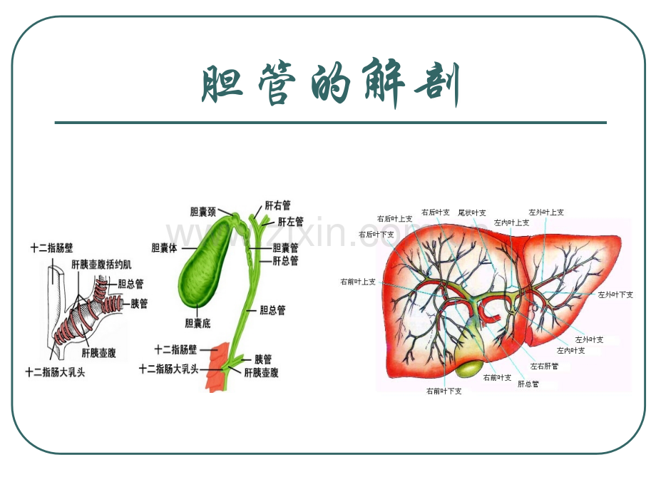 胆管癌诊断与治疗.ppt_第2页
