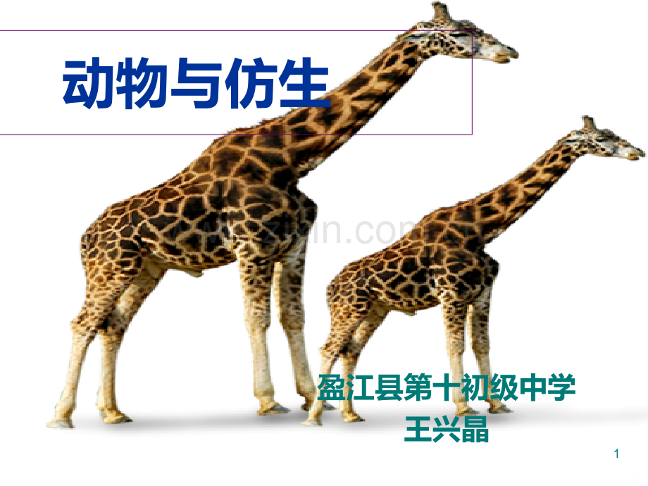 动物与仿生学【自制】.ppt_第1页