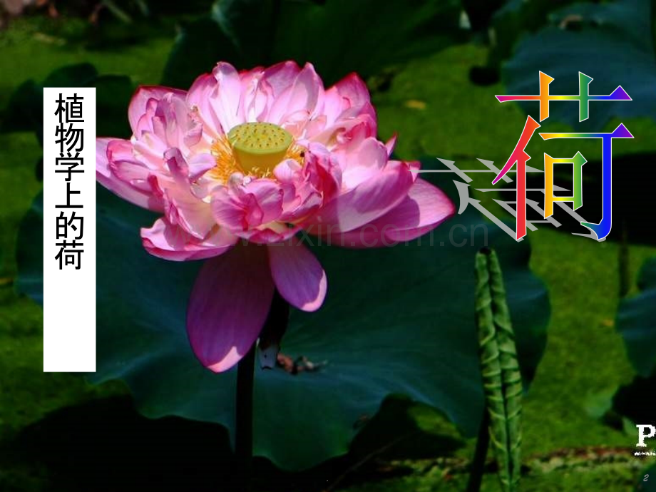 级语文下册《荷花》.ppt_第2页