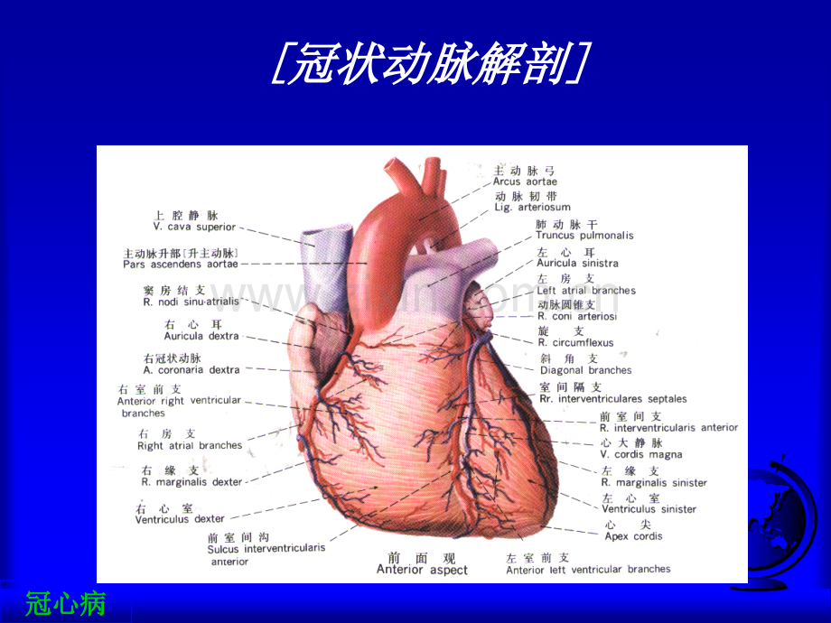 冠心病规范化诊断和治疗.ppt_第2页