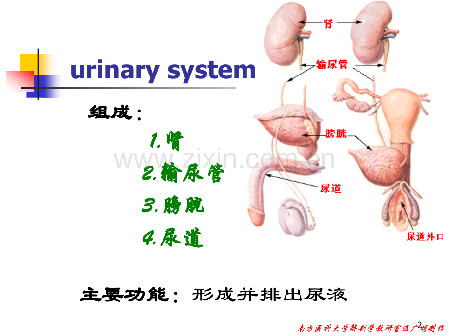 解剖泌尿系统.ppt_第2页