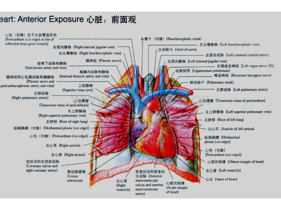 心脏解剖.ppt_第2页