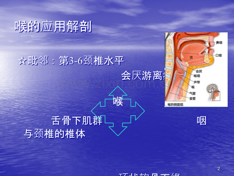 喉解剖与影像表现.ppt_第2页