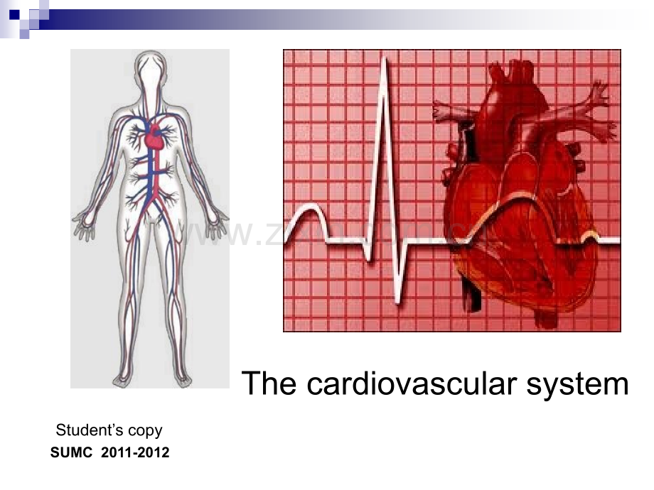 医学英语心脏.ppt_第1页