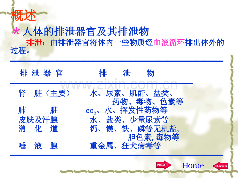 生理学尿的生成.ppt_第2页