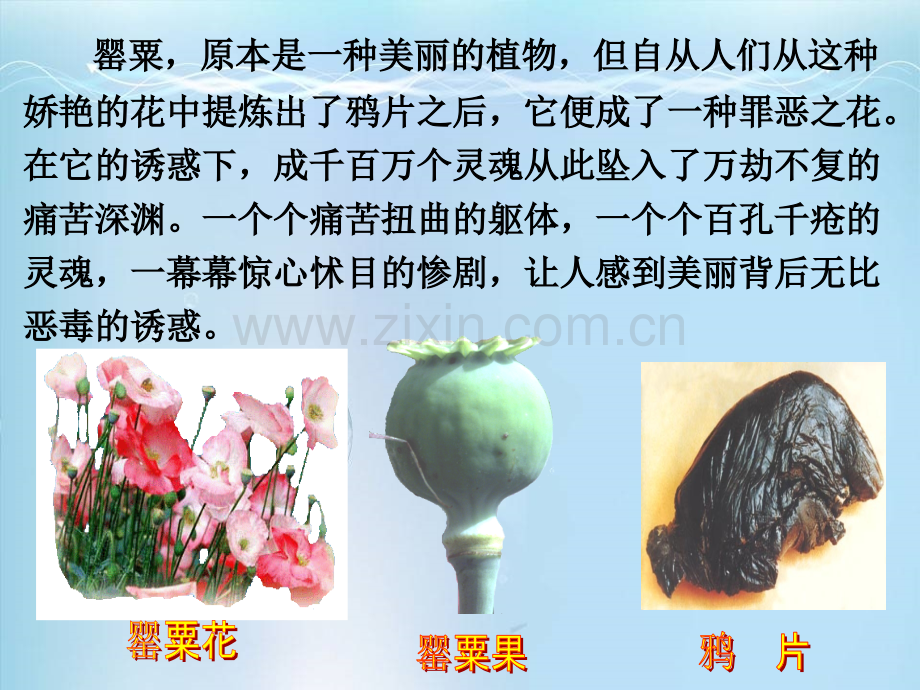 毒品-可怕的幽灵.ppt_第2页