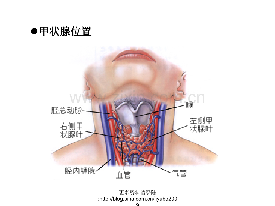 甲亢干预疗法.ppt_第2页